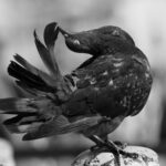 black-pigeon-heart-spell-2048×1369