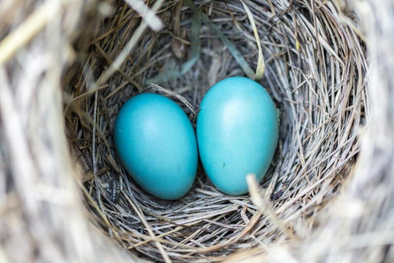 🌿 Fertility & Creativity Ritual: Plant the Seeds of Inspiration & Growth ✨ 🌿 Fertility & Creativity Ritual: Plant the Seeds of Inspiration & Growth ✨